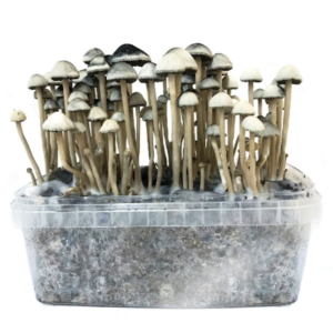 Buy Hawaiian Copelandia Magic mushroom grow kit | panaeolus cyanescens