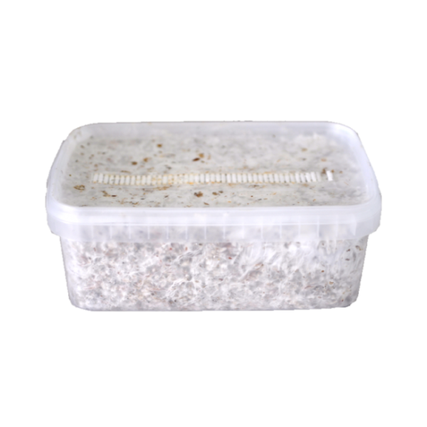 Buy Magic Mushroom Grow Kit Colombia XP by FreshMushrooms®