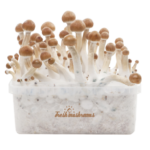 Magic Mushroom Grow Kits