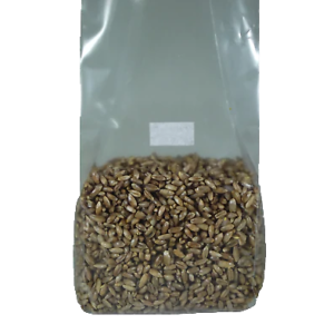 Buy Magic Mushrooms Substrate bag Rye Mix