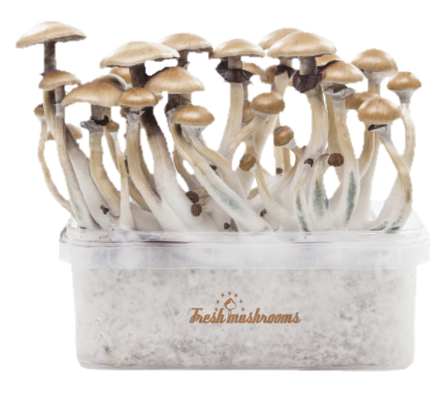 FreshMushroom XP Grow Kit: Additional tips for optimizing your mushroom growth