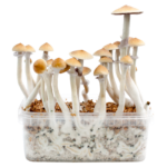 Magic Mushroom Grow Kits by FreshMushrooms®