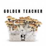 Magic Mushroom Grow Kits by Mondo®