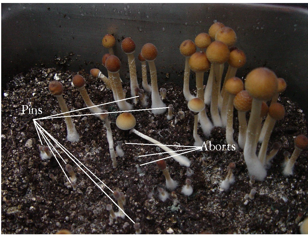 Mushroom aborts: what to do?