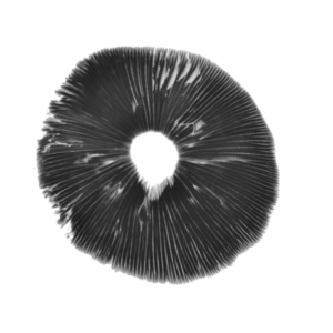 Buy Albino A+ Magic Mushroom spore print 