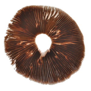 Buy Red Boy Psilocybe Cubensis Spore Print